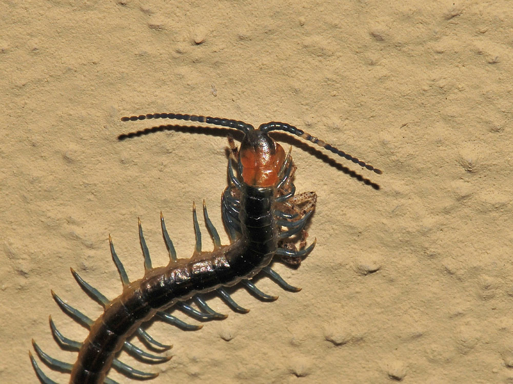 Scolopendra?